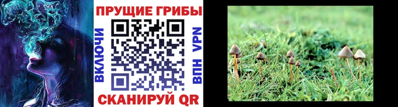 купить наркоту  Октябрьский  Галлюциногенные грибы Psilocybine cubensis 